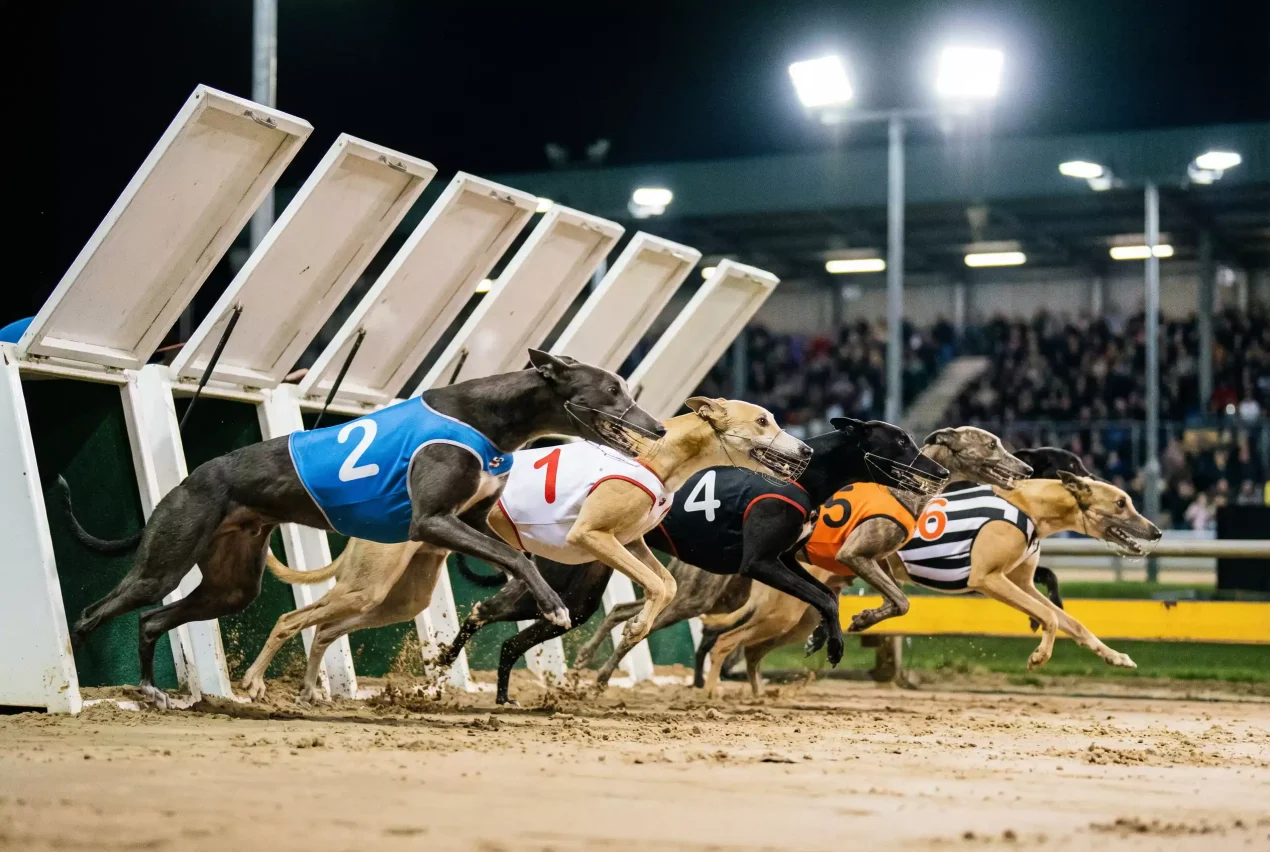 Greyhound Sprint Race Betting: Short-Distance Strategy